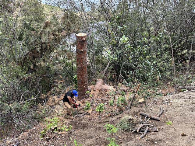 Tree being felled and cut down on a rural Okanagan property